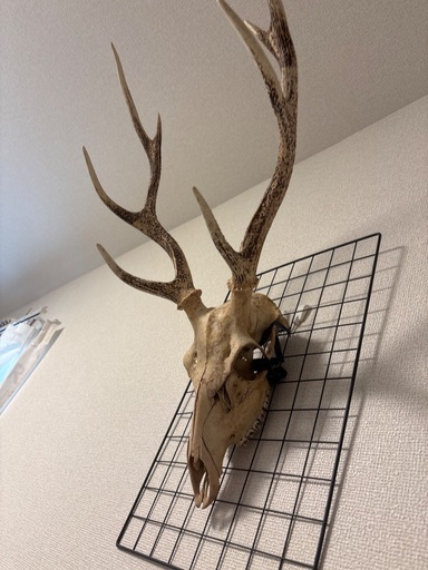 鹿の角(頭蓋骨付き)