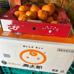 【残20個】静岡県産🍊寿太郎みかん入荷しました！✨