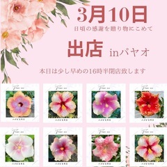 泡瀬のパヤオ大特価で出店！斑入りクワズイモ¥700 - イベント