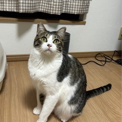 一歳半キジ白男の子カブちゃん