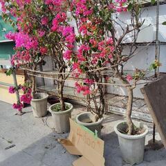 ブーゲンビリア