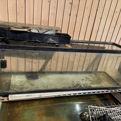 水槽　エアー　らんちゅう（生体）の画像