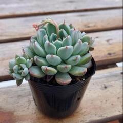 多肉植物 3種