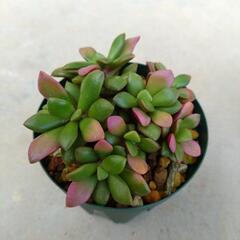 桜吹雪②の画像
