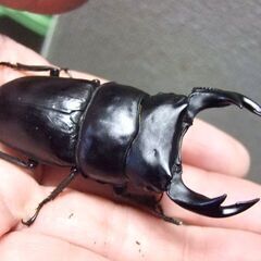 京都府産オオクワガタ F1 ♂75.2ミリ ♀50.2ミリ　ペアの画像