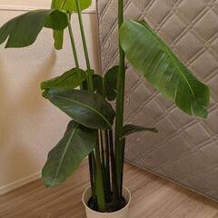 観葉植物（造花）ニトリの画像