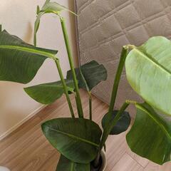 観葉植物（造花）ニトリの画像