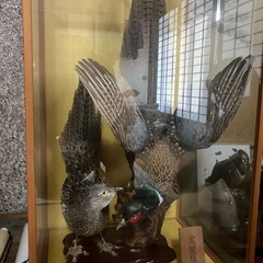 剥製、差し上げますの画像