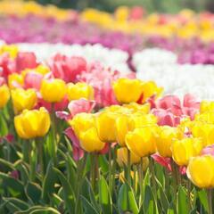 🍬🍬最短1日からでもOK😊Wワークの方も❗❗　超カンタン軽作業ア...