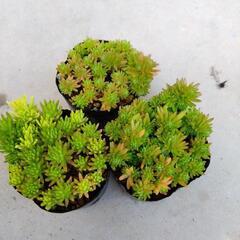 森村万年草
