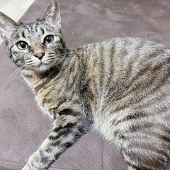 猫 キジトラ 女の子 2歳