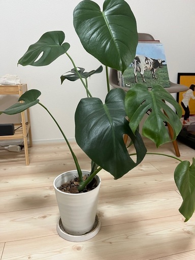 (お譲り先決定しました)【観葉植物】モンステラ