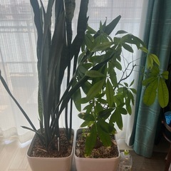 サンスベリアとパキラの植木鉢
