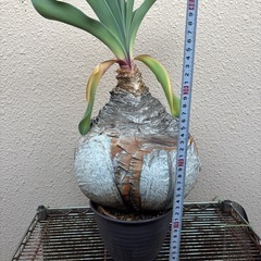 　最終値下げ　塊根植物。ブーファンハエマンソイデス。塊根。植物。の画像