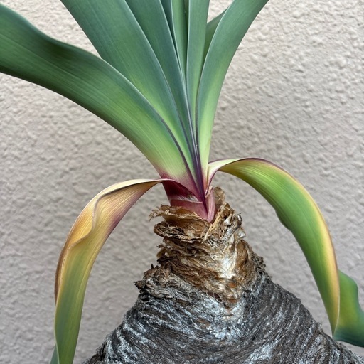 　最終値下げ　塊根植物。ブーファンハエマンソイデス。塊根。植物。