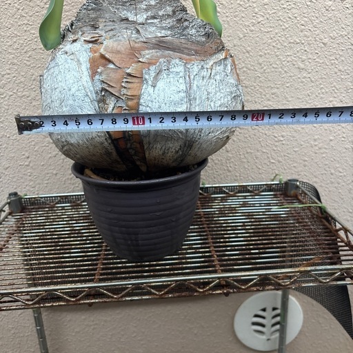 　最終値下げ　塊根植物。ブーファンハエマンソイデス。塊根。植物。