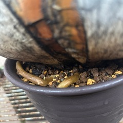 　最終値下げ　塊根植物。ブーファンハエマンソイデス。塊根。植物。の画像