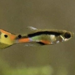 ベネズエラ産卵胎生メダカ　ポエキリア　ウインゲイカンポマ35