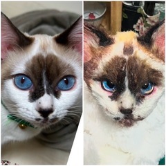 羊毛フェルト 基礎からお教えいたします^ ^の画像