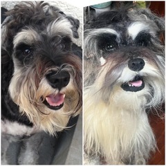 羊毛フェルト 基礎からお教えいたします^ ^の画像