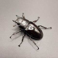 【♂♀ペア】フォルスターフタマタクワガタ　原名亜種の画像