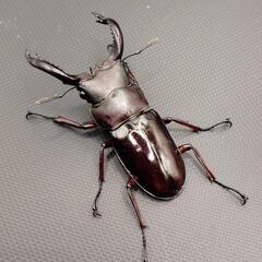 【♂♀ペア】フォルスターフタマタクワガタ　原名亜種の画像