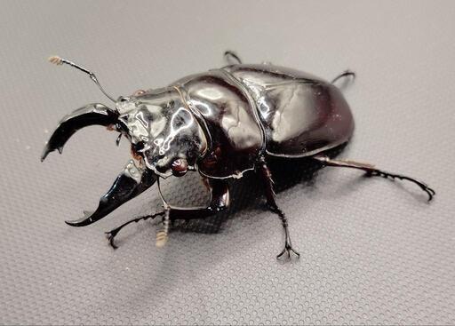 【♂♀別血統ペア】レギウスオオツヤクワガタ①