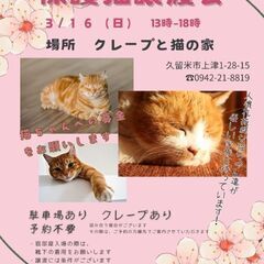 保護猫譲渡会3/16(日)
