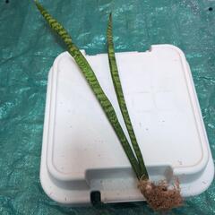 【期間限定】【観葉植物】サンスベリア・ゼラニカ60cm株【根付き...