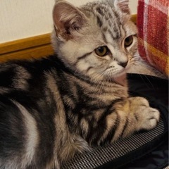 LINE友さん募集〜( * ॑꒳ ॑*)つ