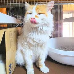 in岡崎市☆サクラ祭り☆保護猫達を暖かいオウチに迎えよう☆202...