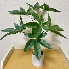 パキラ フェイクグリーン