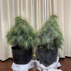 マルチネスピニョンマツ メキシコ