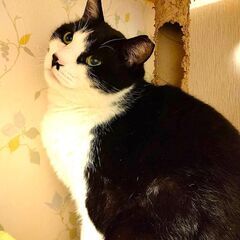 レデイーマリー − 奈良県