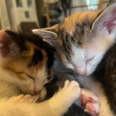 子猫6匹里親募集‼️🐱❤️ - 里親募集