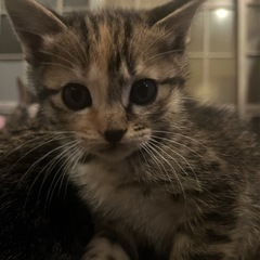 子猫6匹里親募集‼️🐱❤️ - 諫早市
