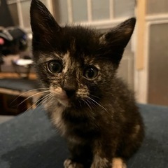 子猫6匹里親募集‼️🐱❤️ - 猫