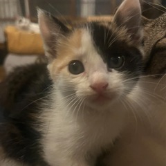 子猫6匹里親募集‼️🐱❤️ − 長崎県