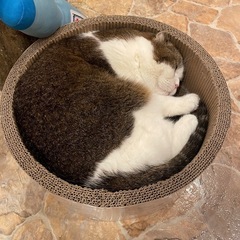 猫好き友達募集🐈