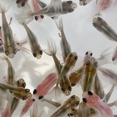 【成約済】東錦稚魚の画像