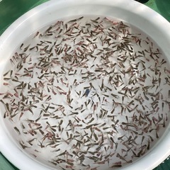 【成約済】東錦稚魚