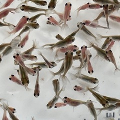 【成約済】東錦稚魚の画像