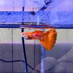 RREA フルレッド タキシードレッドウイング グッピー