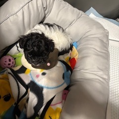 犬友募集
