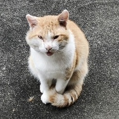 日中、猫の見守りボランティアさんを探しています