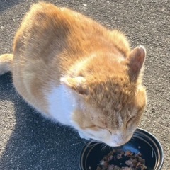 日中、猫の見守りボランティアさんを探しています - 桐生市