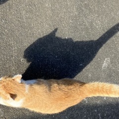 日中、猫の見守りボランティアさんを探しています - 手伝って/助けて