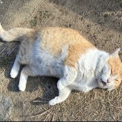 日中、猫の見守りボランティアさんを探しています − 群馬県