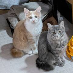 in春日井市☆サクラ祭り☆保護猫達を暖かいオウチに迎えよう☆20...