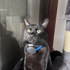 黒猫(ぶるーちゃん)男の子探し中